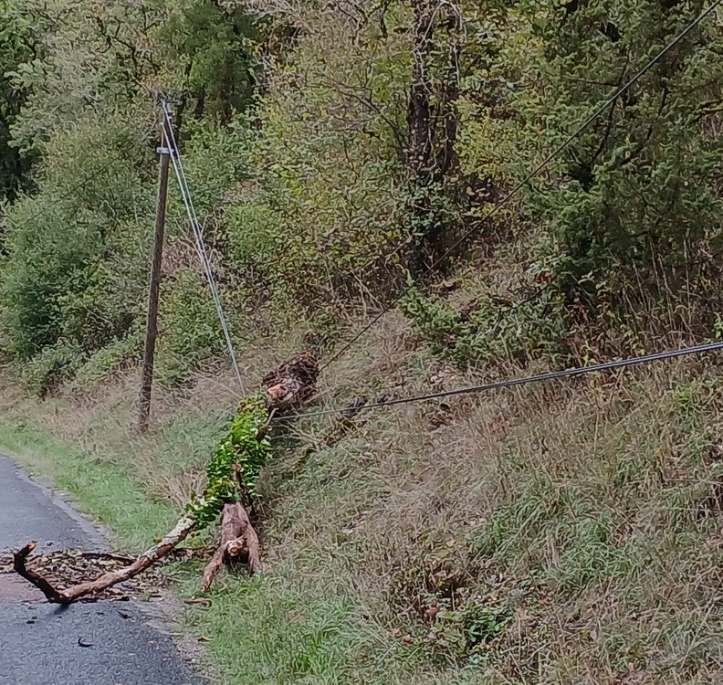 arbre1