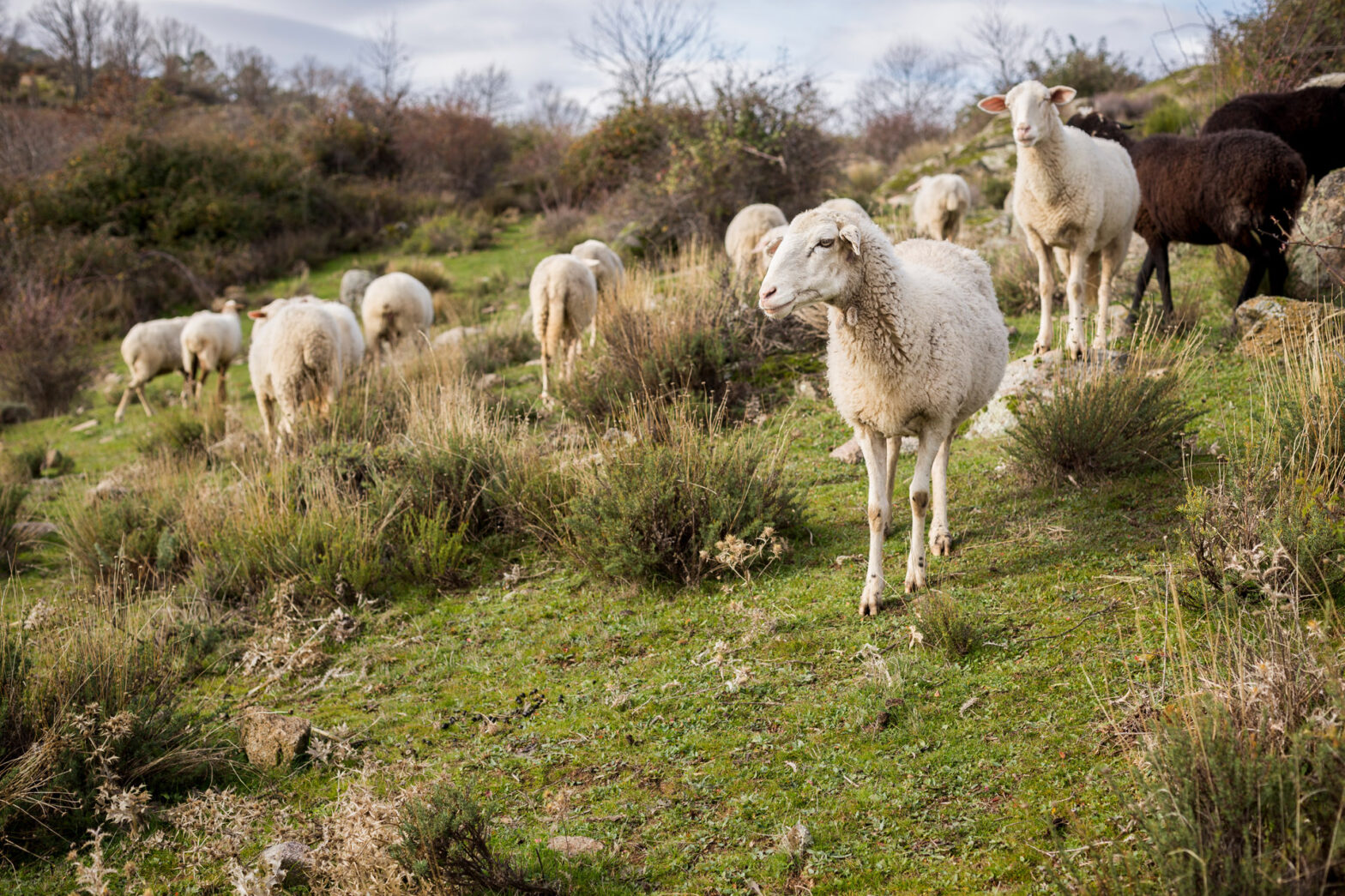 transhumance 2026 florimont gaumier