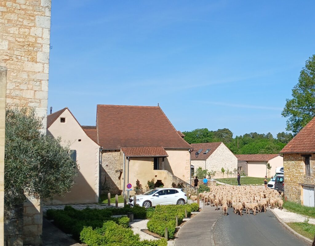 transhumance2026 (1)